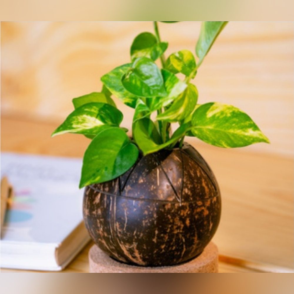 Zig Zag Planter + Cork Base — Sustainable Range by Minkaa Moments